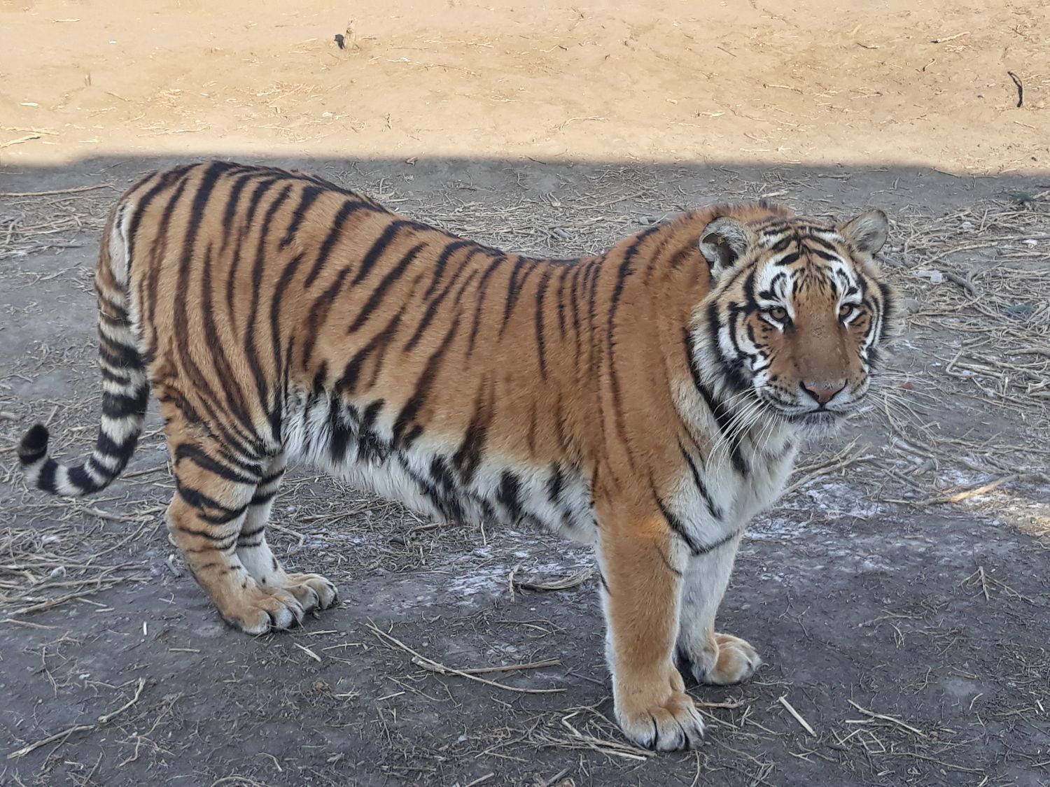 Siberian tigers, harbin tiger park, china